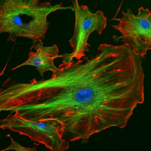 Nutzung vom Fluoreszenzfärbung zur Visualisierung von Zellstrukturen